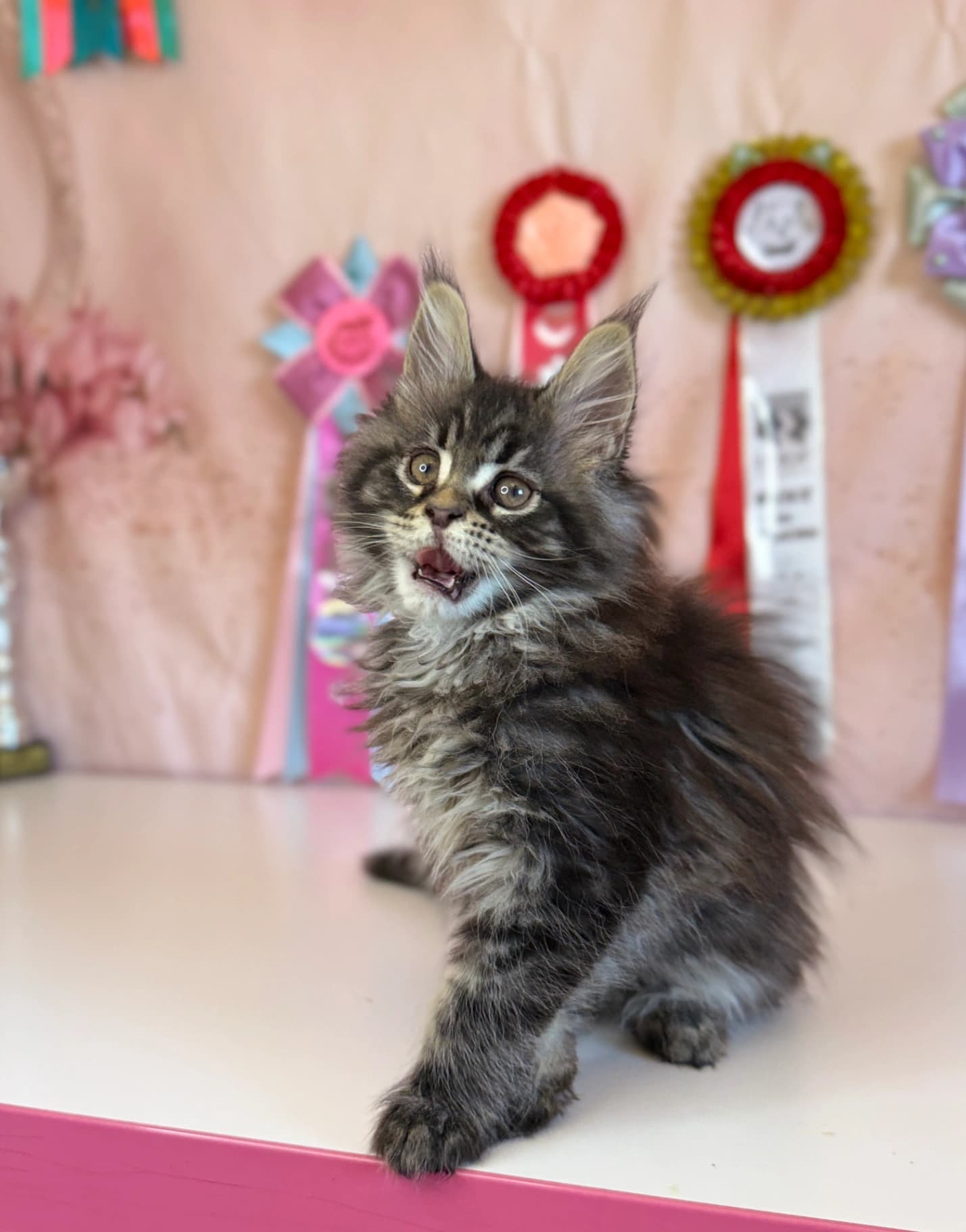 Maine Coon n 22 black tabby classic