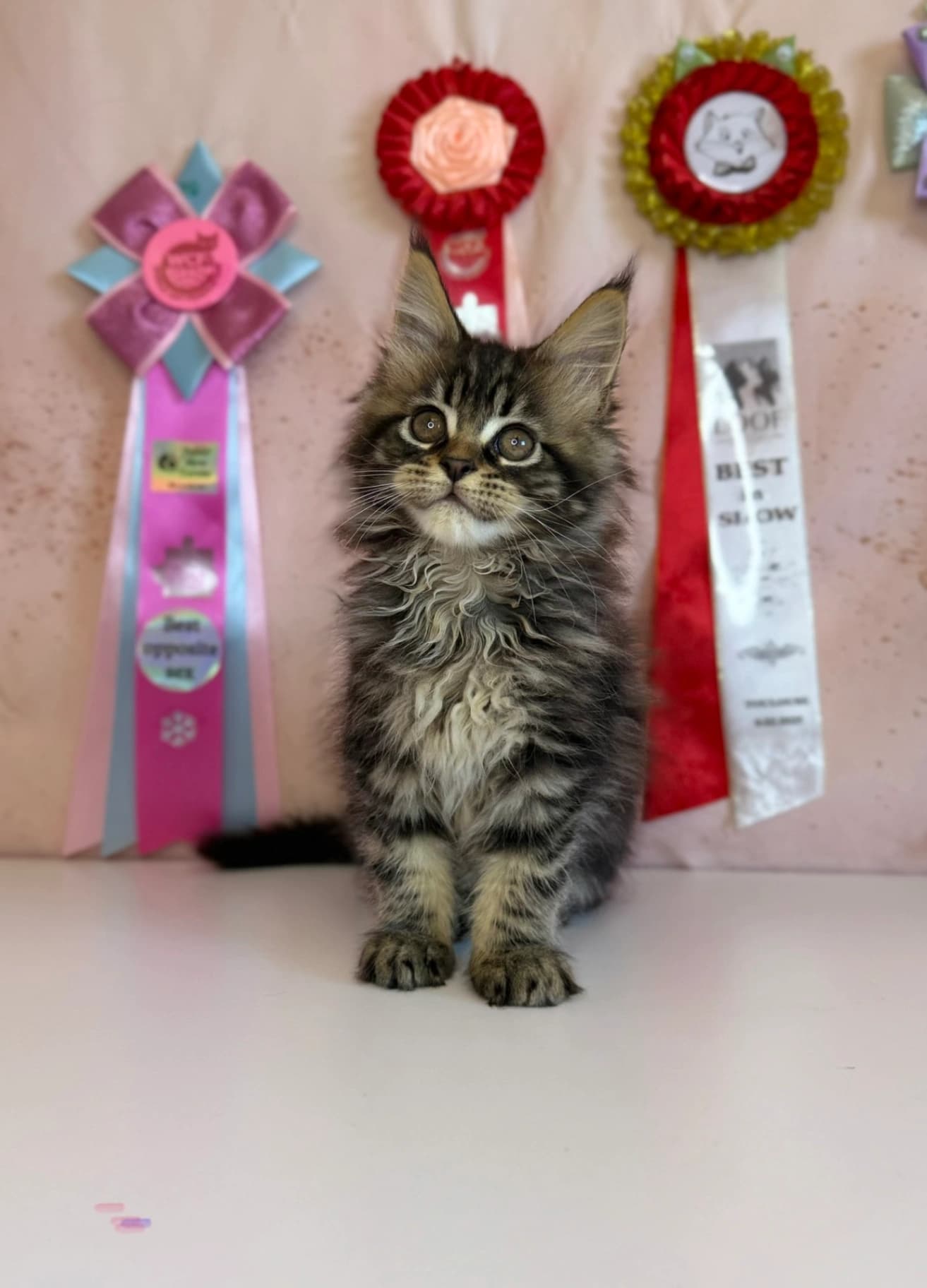Maine Coon N 03 22 Black classic tabby bicolour