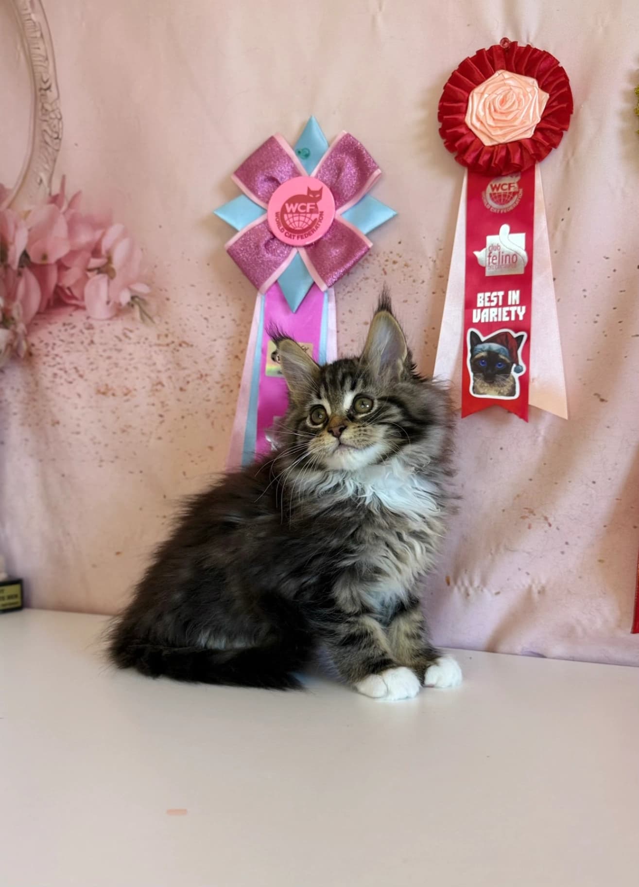 Maine Coon NS 22 03 Black silver tabby classic bicolor