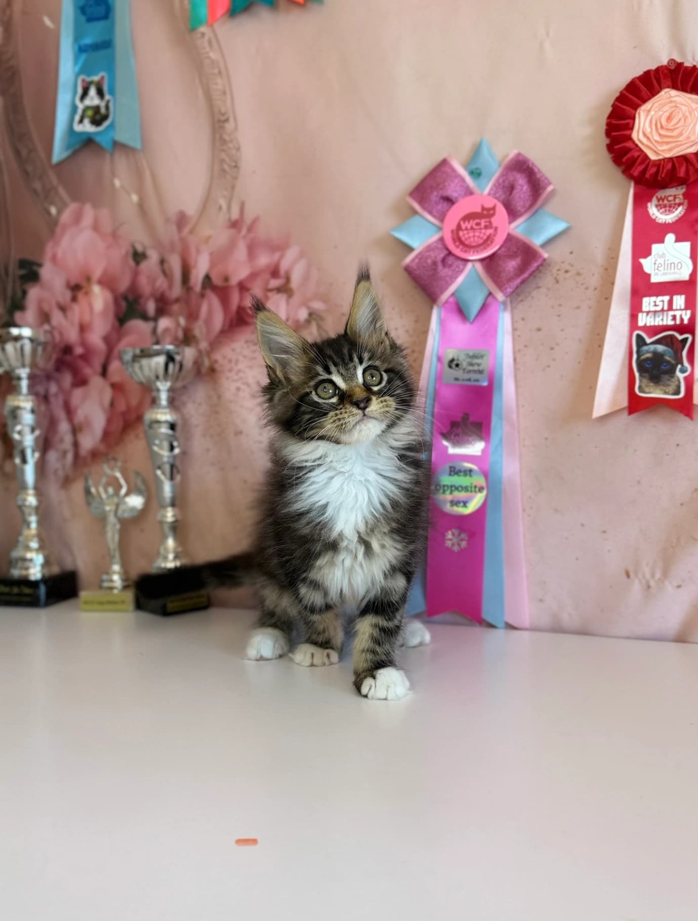 Maine Coon N 03 22 Black classic tabby bicolour