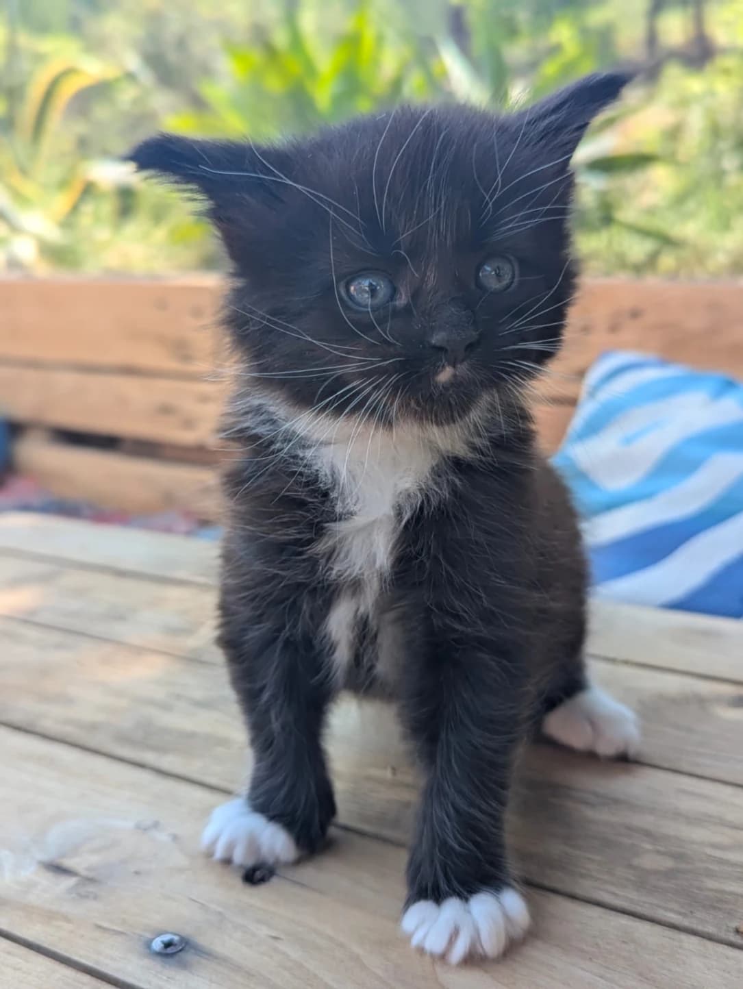 Maine Coon n 09